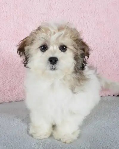 Gorgeous Shih-Poo Puppies with Soft and Silky Coats, View more