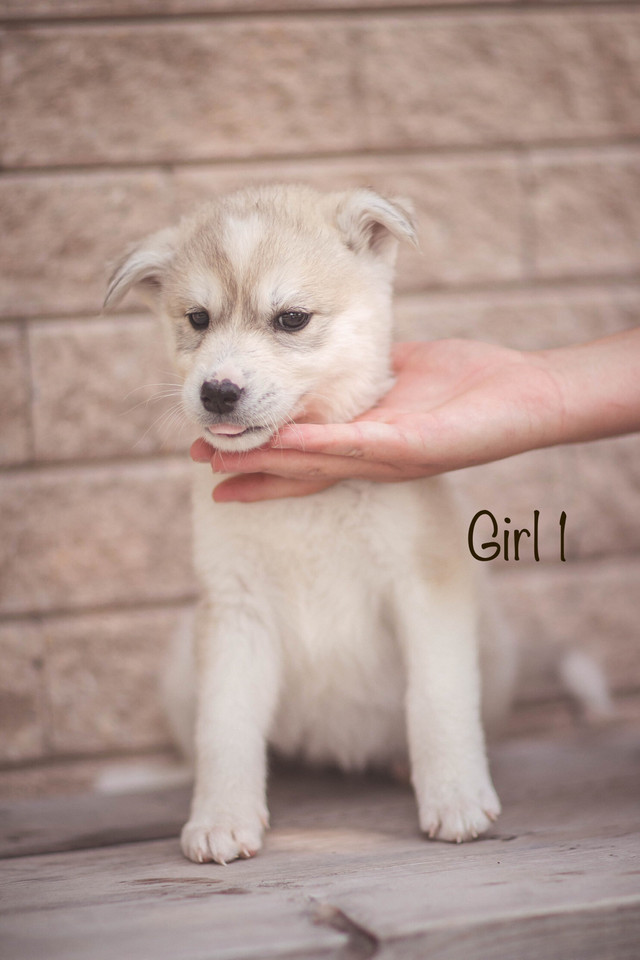 READY TO GO! Husky+Great Pyrenees puppies in Dogs & Puppies for Rehoming in Winnipeg - Image 3