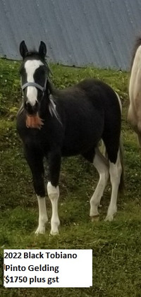 APHA, Pinto, Quarter Pony and Spotted Draft coming 2yr olds