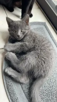 Beautiful Russian Blue Kittens for Sale