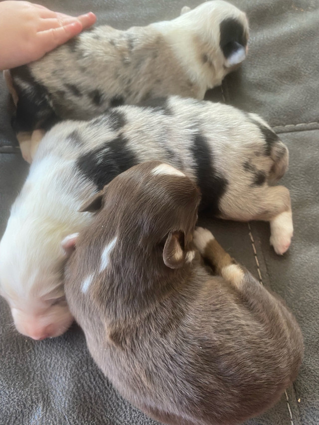  Australian Shepard puppies are here  in Dogs & Puppies for Rehoming in Prince George