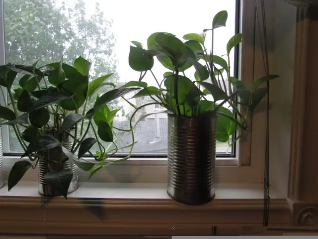 Beautiful Golden Pothos and Hawaiian Pothos flower mix in a 680m in Other in Calgary - Image 3