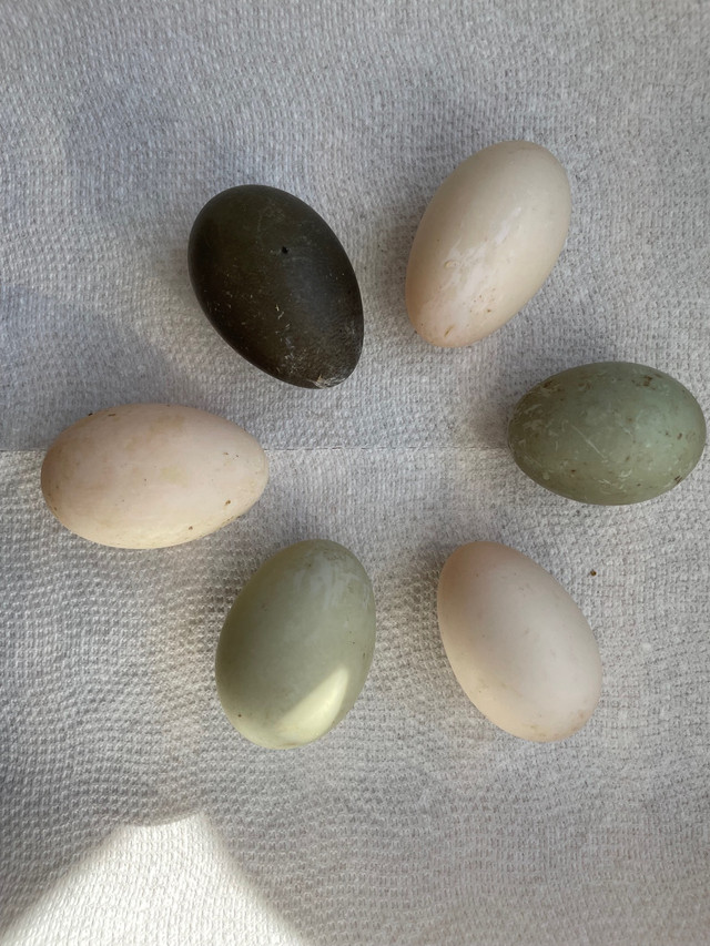 Barnyard Mix Duck Hatching Eggs in Other in Kawartha Lakes