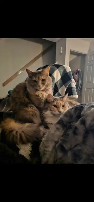 À la recherche de nouveaux compagnes félines? Chanel et Lilas, chattes désetlynx sont prêtes à appor...