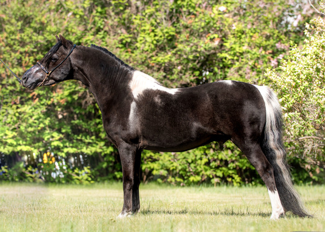 Amhr Stallion in Horses & Ponies for Rehoming in Red Deer - Image 3