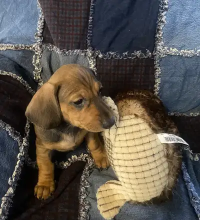 Male Dachshund Pup, View more
