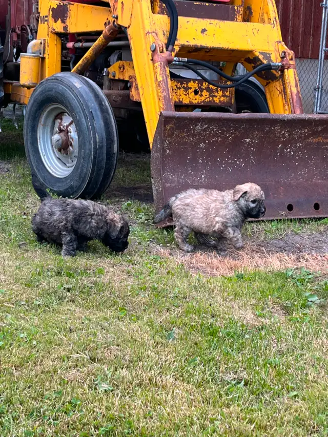 Chiots Bouvier des Flandres in Dogs & Puppies for Rehoming in Drummondville - Image 9