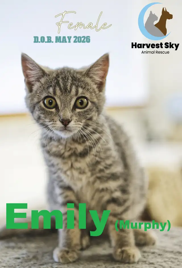 12 KITTENS & 9 CATS AVAILABLE - HARVEST SKY ANIMAL RESCUE | Registered ...