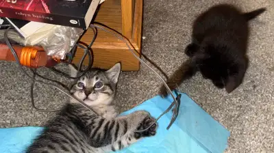 Playful Loving Kittens Looking for their Forever Home, View more