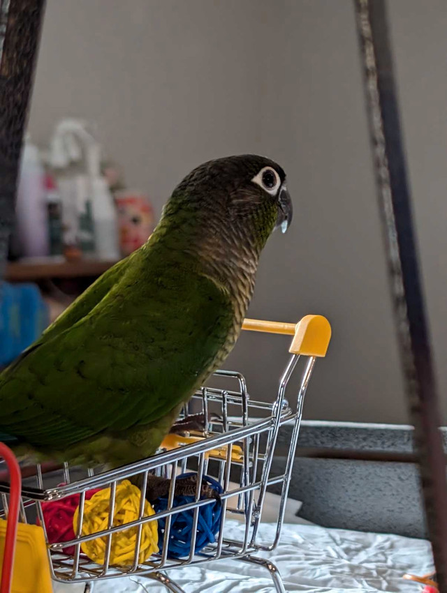 Green cheek conure pair in Birds for Rehoming in Sault Ste. Marie - Image 3
