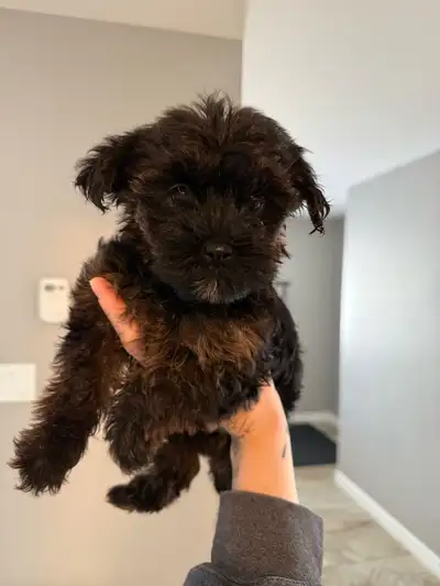 Yorkiepoo, View more