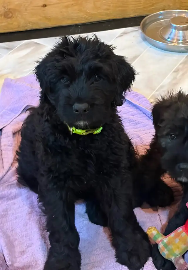 Male Bouvier puppy for sale non shedding  1500 in Dogs & Puppies for Rehoming in Whitehorse - Image 13