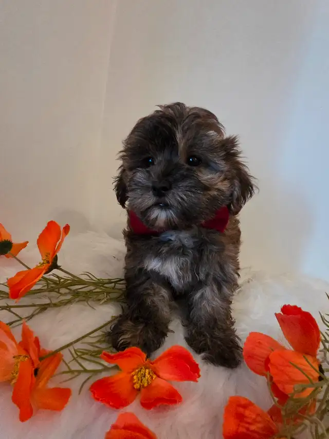 ♡♡Wow  magnifiques  morki ♡♡ in Dogs & Puppies for Rehoming in Laurentides - Image 6