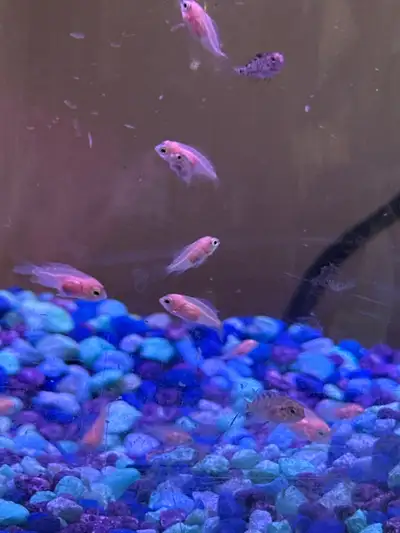 Hey I’m looking to rehome these guys as they are starting to outgrow this tank very quickly and I do...