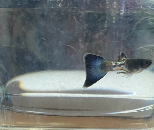 Blue metal snakeskin guppies in Fish for Rehoming in Ottawa - Image 2