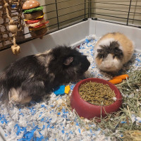 2 Sweet Male Guinea Pigs