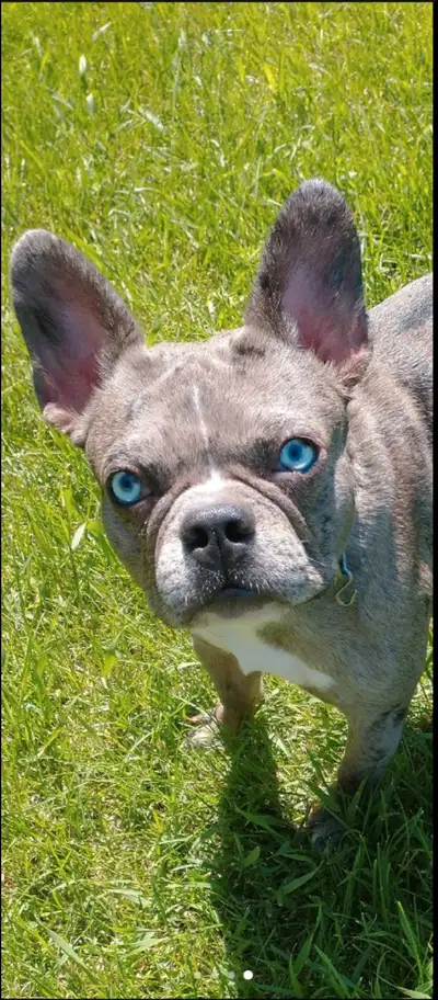 loving female Frenchie/ french bulldog, View more