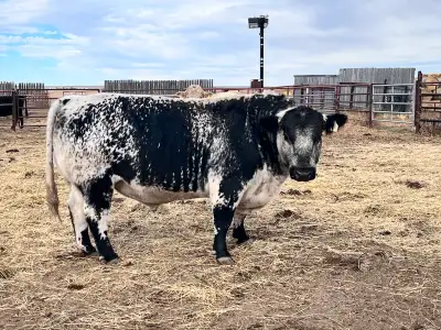 Great breeding bull, just looking for new genetics for our program as we’ve kept many of his heifers...
