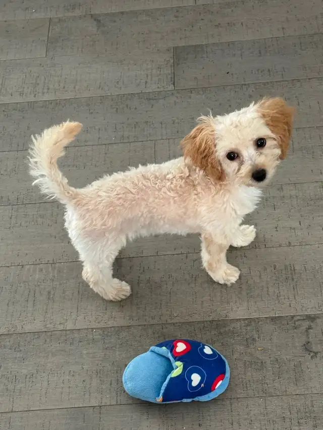 Caniche toy abricot (bébés) in Dogs & Puppies for Rehoming in Laval / North Shore - Image 3