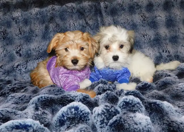 Morkie puppies mixe in Dogs & Puppies for Rehoming in City of Toronto - Image 6