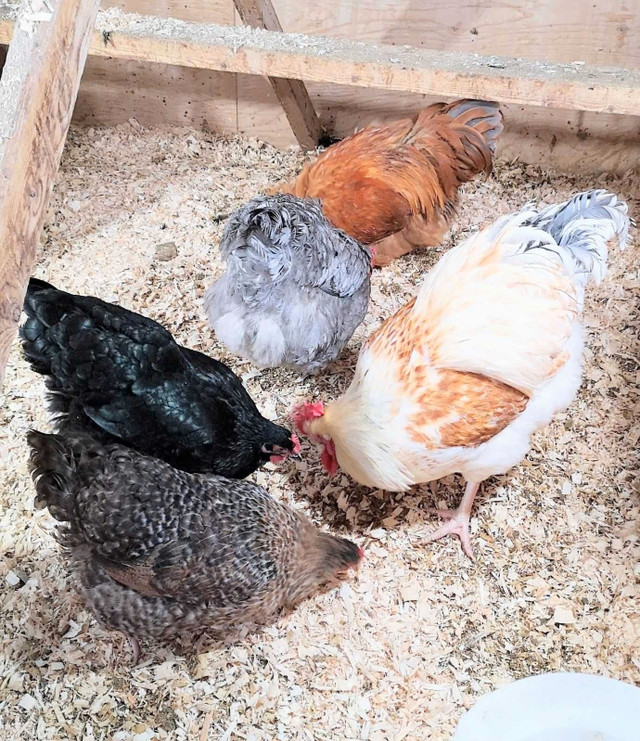 Poules de race dans Animaux de ferme  à Ville de Québec - Image 2