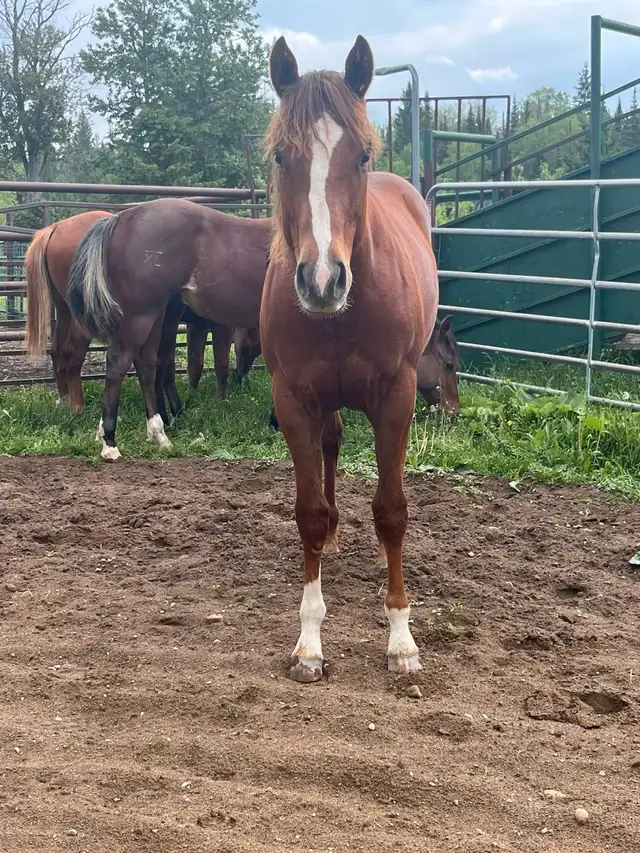 one year old filly  in Horses & Ponies for Rehoming in Kawartha Lakes - Image 2