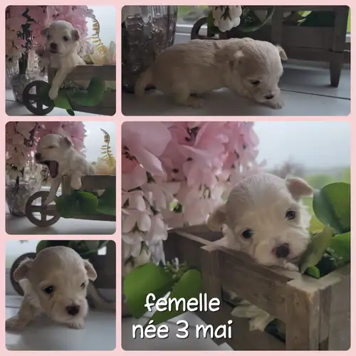 Mâles et Femelles disponibles Ceux affichés sont disponibles (Une fois réservé j'enlève les photos)...