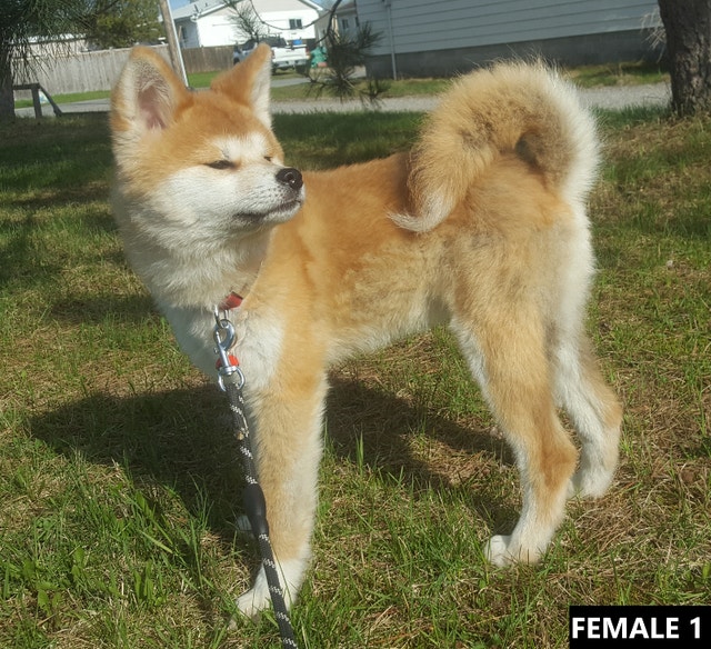 Japanese Akita Inu Puppies Dogs & Puppies for Rehoming Sudbury Kijiji