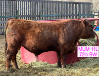 Red angus bull for heifers and cows