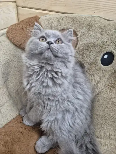 CCA Registered Purebred British Long Hair Blue Kitten, View more