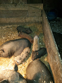 Pigs available