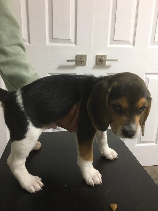 15 inch pure bred beagle puppies for sale Dogs & Puppies for Rehoming
