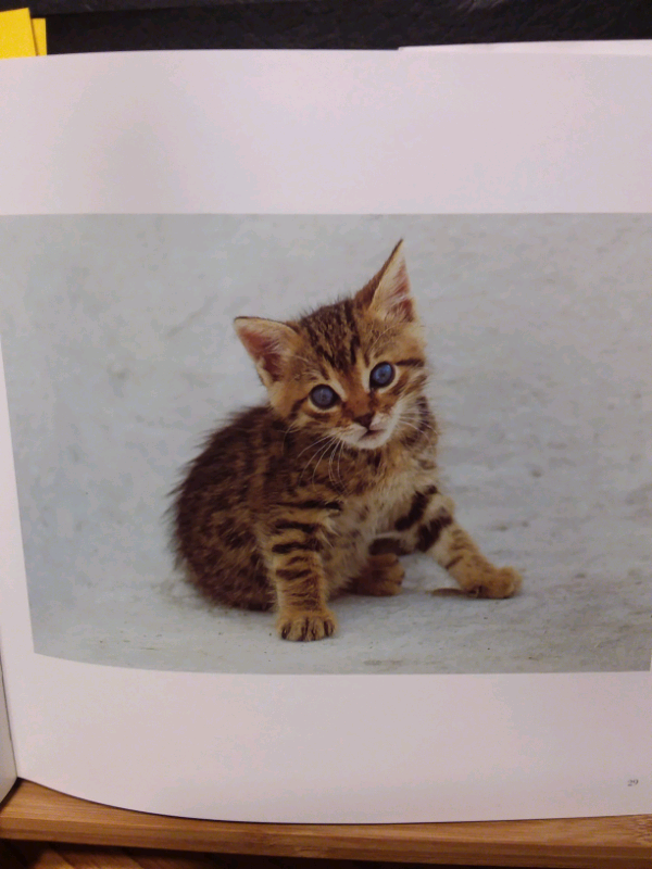 LIVRE LES CHATONS DES ÎLES GRECQUES in Accessories in Lanaudière - Image 3