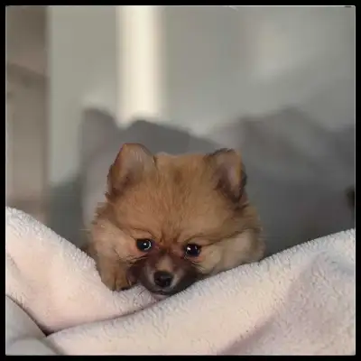 Stunning Male Pomeranian Puppy - Ready For His  Family, View more