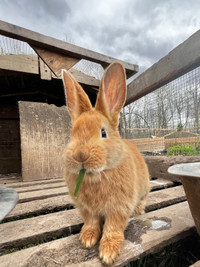  Giant Flemish Rabbits - Kits - Bunnies 