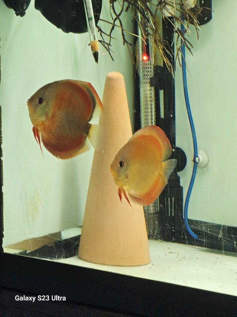 Proven pair of blue rim red cover discus Fish for Rehoming Calgary