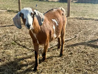 Registerable Nubian Mini Doe, View more