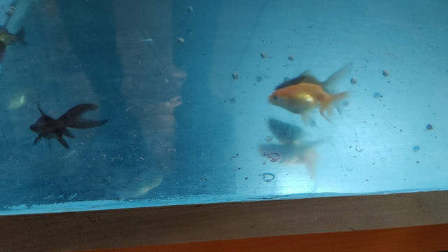 Beautiful Fantail Fancy Goldfish For Aquarium Fish Tank For Sale in Fish for Rehoming in Ottawa - Image 4
