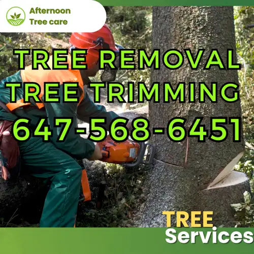 Is an old tree causing safety concerns for your property? Or maybe you're thinking about clearing so...