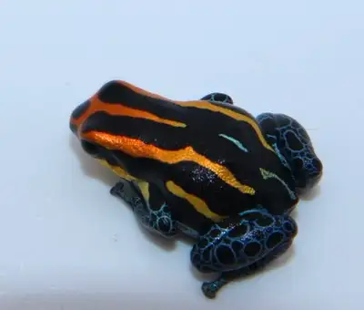 Have some sub-adult Ranitomeya amazonica available 3/$200 5/$300 Shipping available Canada wide