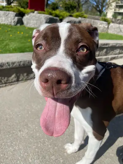 She is Mila. Now 8 months old. Birthday on Oct 16. She is the sweetest lovely dog, great with kids a...