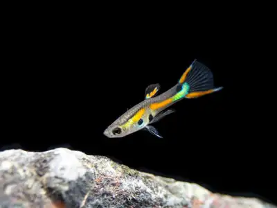 Purebred black bar endler's fry, View more