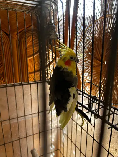 Cockatiel Birds with Cage and Breeding Box, View more