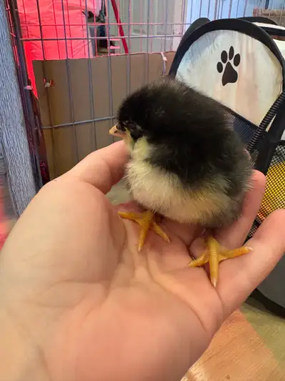 Day Old Chicks, View more