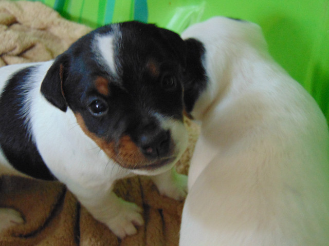 Farm Raised Jack Russell Pups in Dogs & Puppies for Rehoming in Belleville - Image 3