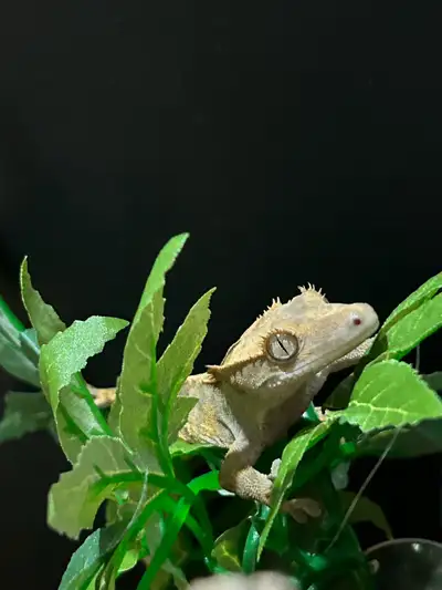 Female harlequin she is about 10 months old.