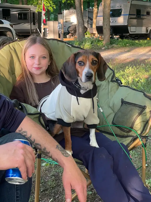 beagle to rehome in Dogs & Puppies for Rehoming in Barrie - Image 2