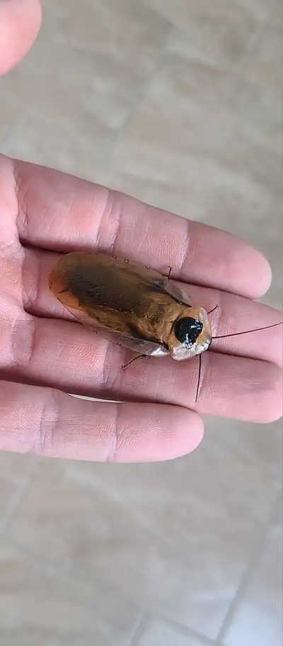 Redland and Banana Bay Discoid roaches. Located in Newfoundland. Shipping across canada available at...
