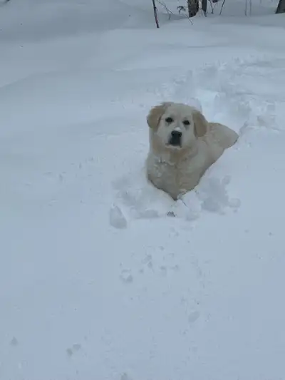 Bonjour, nous devons nous départir de notre femelle Golden Retrievers Irish crème. Elle est née le 2...