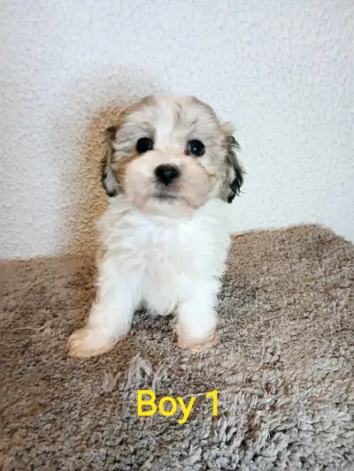 We have Shih-tzu x Poodle mix Puppies ready for a good home. Friendly and playful, and great with ki...